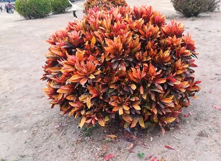 海南地区常用园林绿化灌木_变叶木(图1)