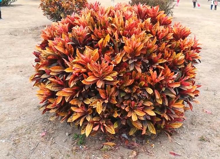 海南地区常用园林绿化灌木_变叶木(图2)