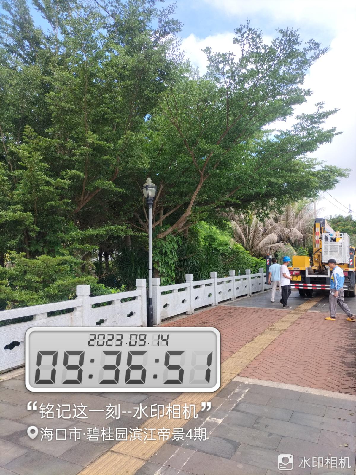 海口市碧桂园滨江路市政绿化树木高空修剪