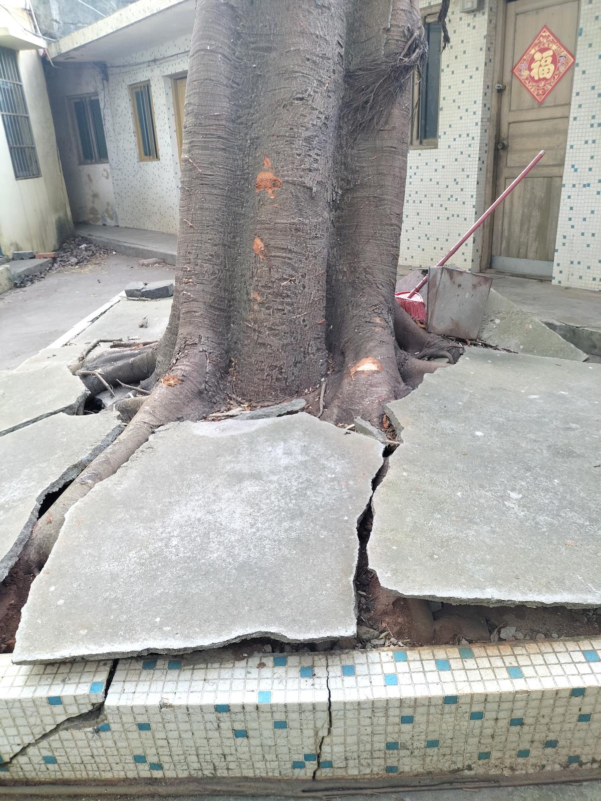 榕树的严重危害