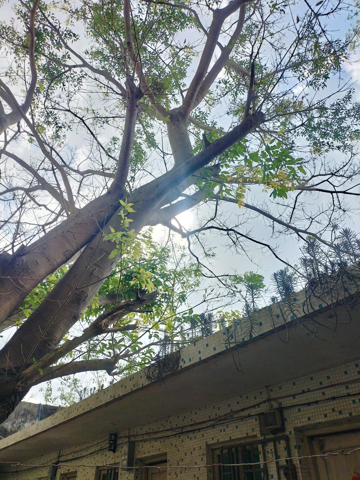 榕树的严重危害