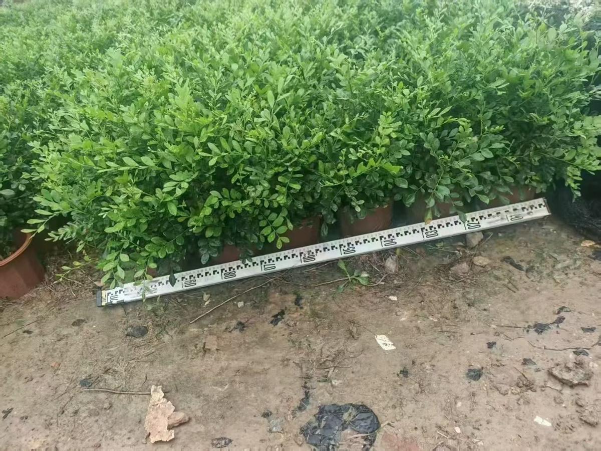 九里香_海南地区绿篱植物 