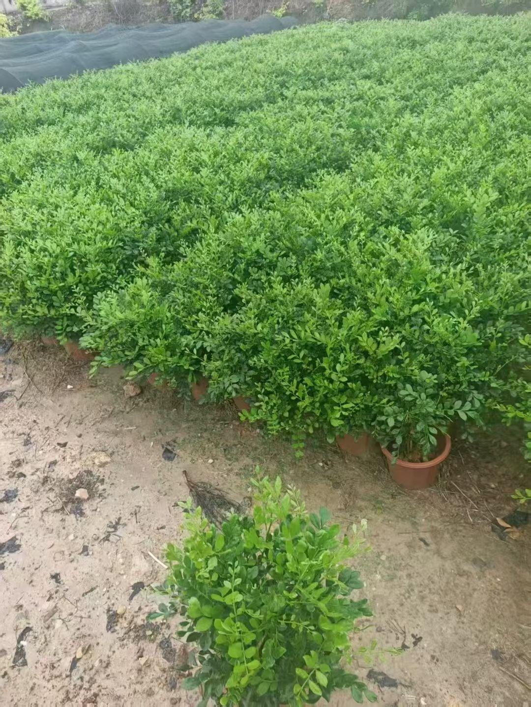 九里香_海南地区绿篱植物 