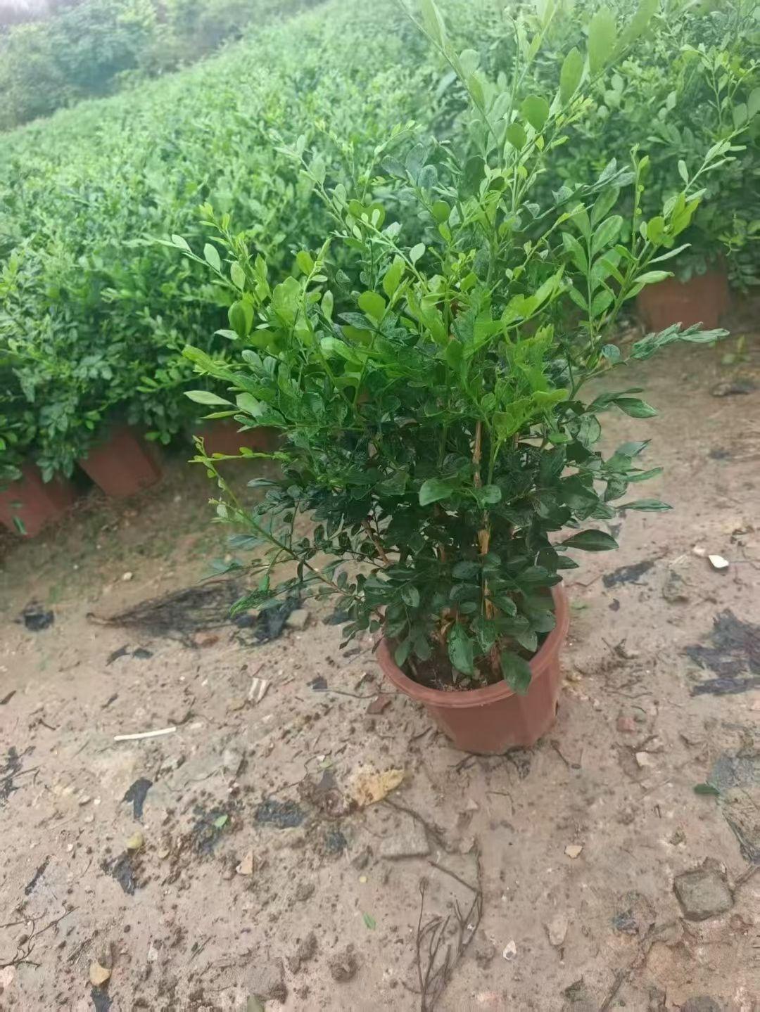 九里香_海南地区绿篱植物 