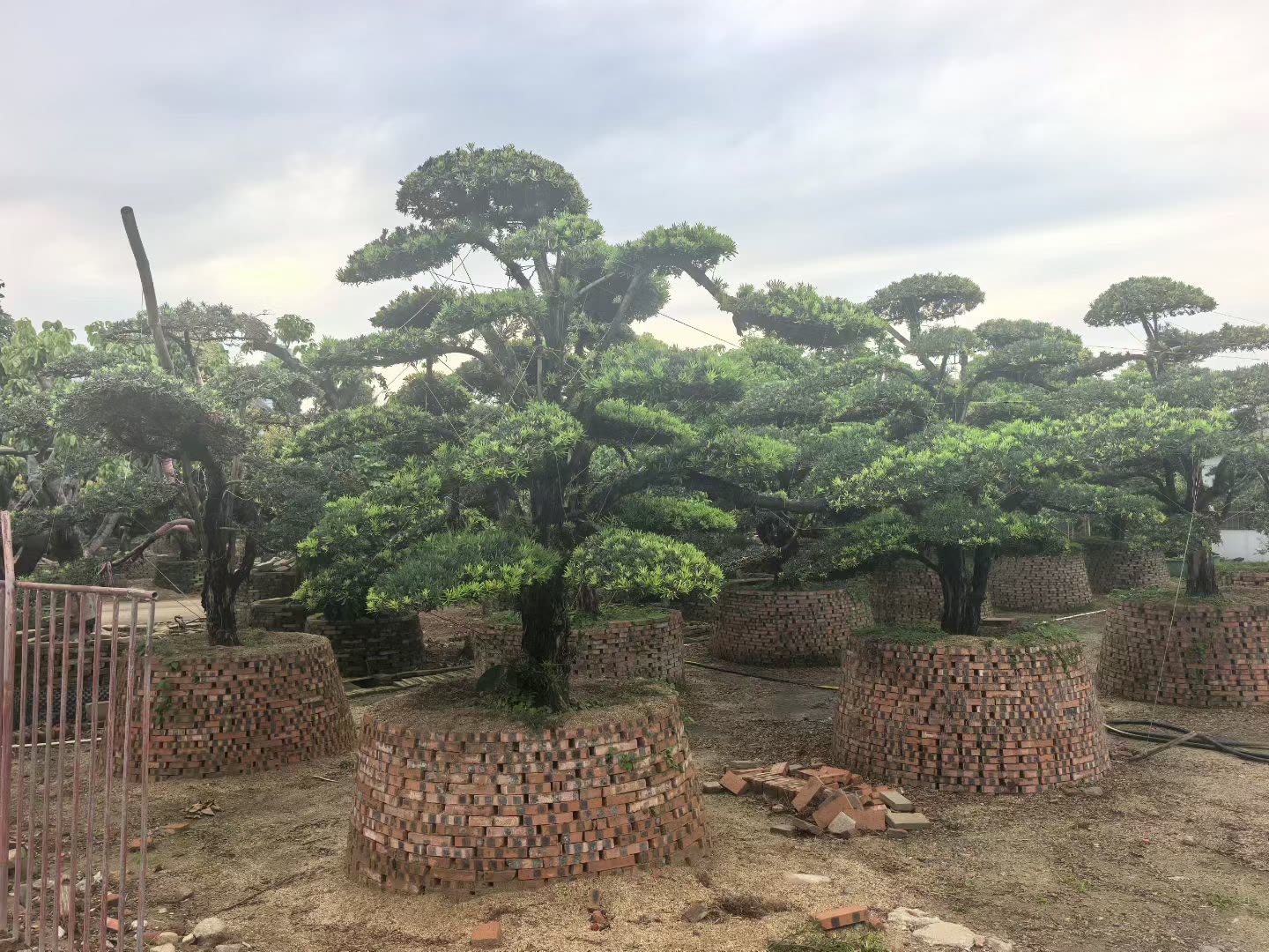 海口绿化苗木基地 (2).jpg