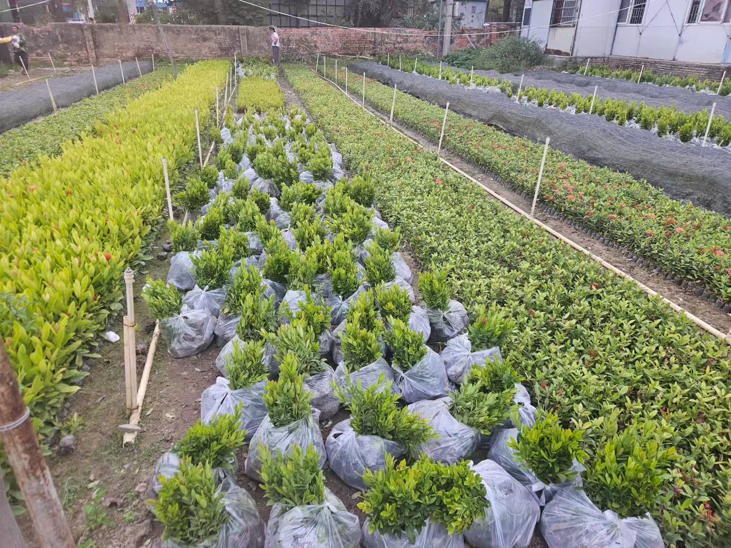 海口绿化苗木基地 (1).jpg