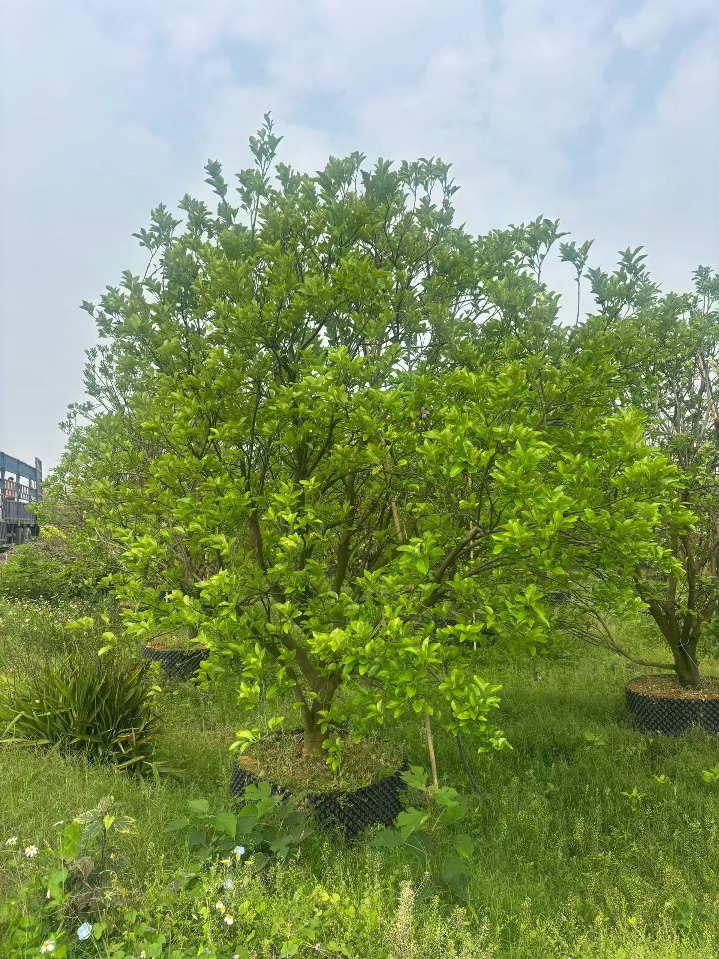 海口本地柚子树苗报价