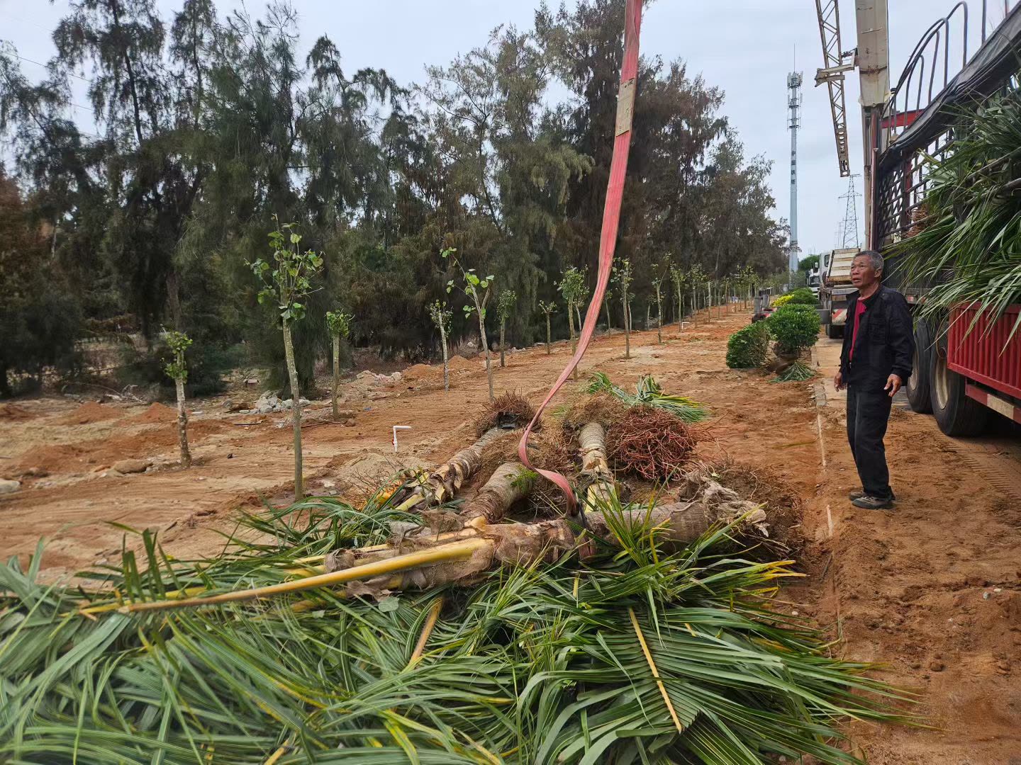 海南滨海台风盐碱地块 椰子树成沿海绿化优选乡土树种