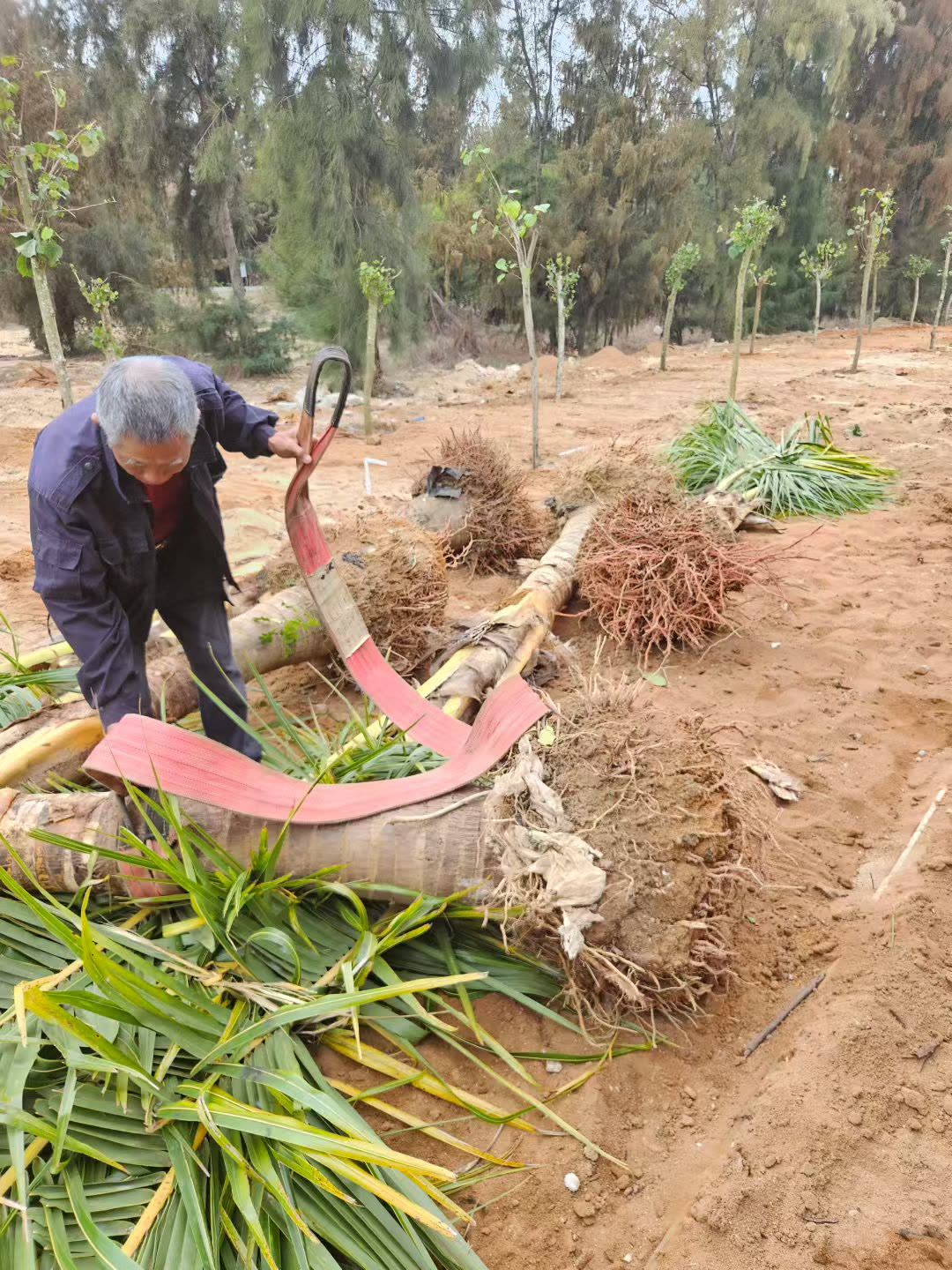 大树种植 (2).jpg