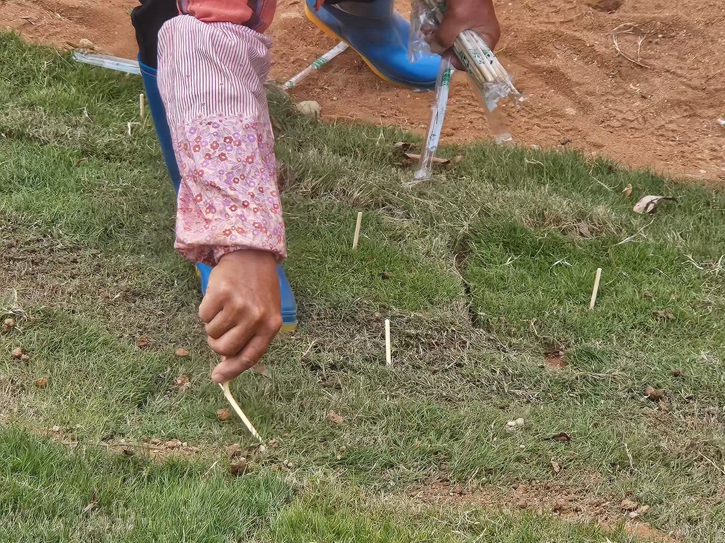 大坡度的草坪种植施工技巧