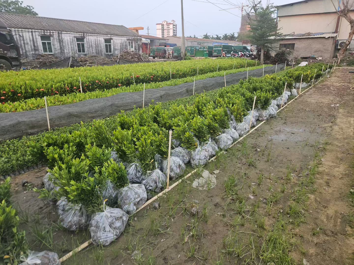 小叶龙船花 (2).jpg