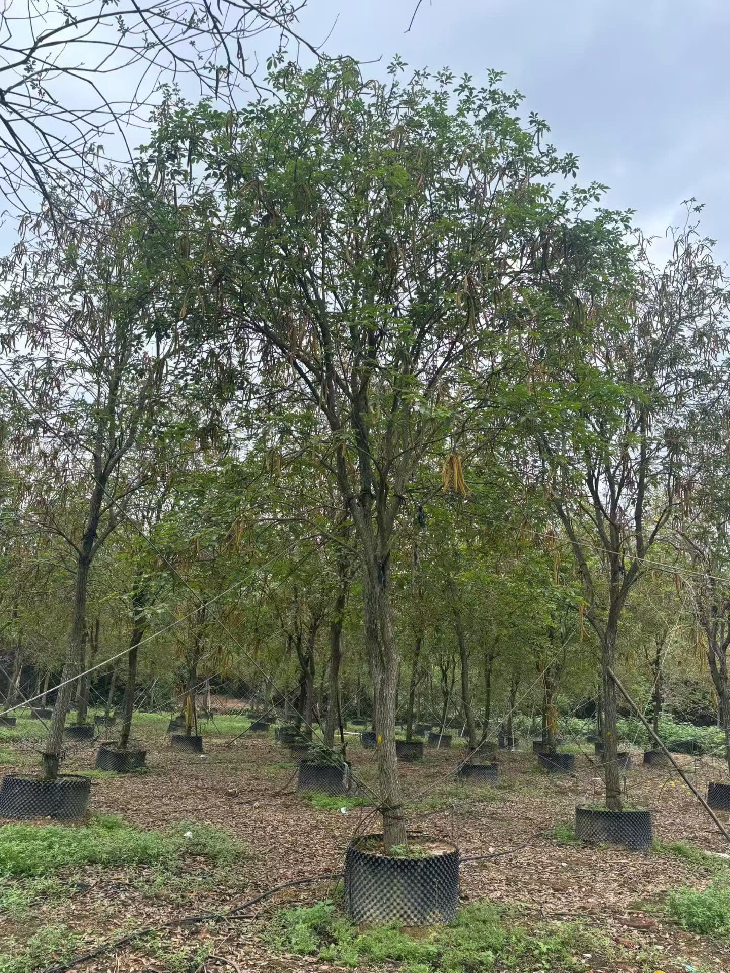 黄花风铃 (3).jpg