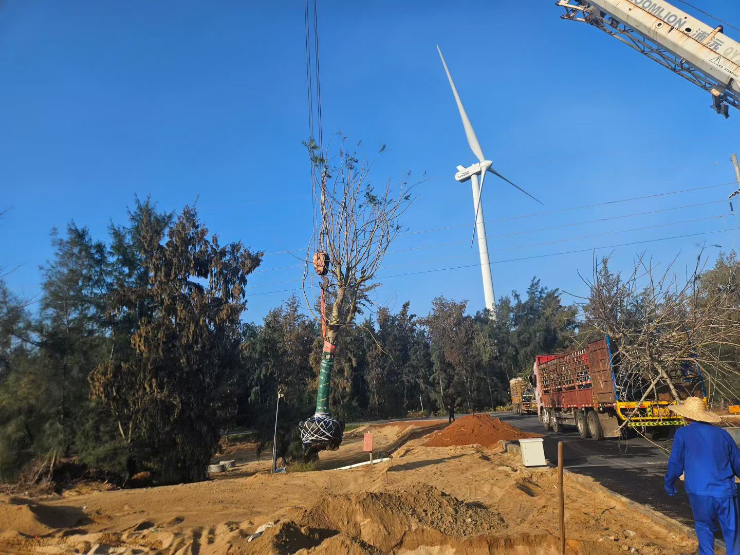 大树种植 (7).jpg