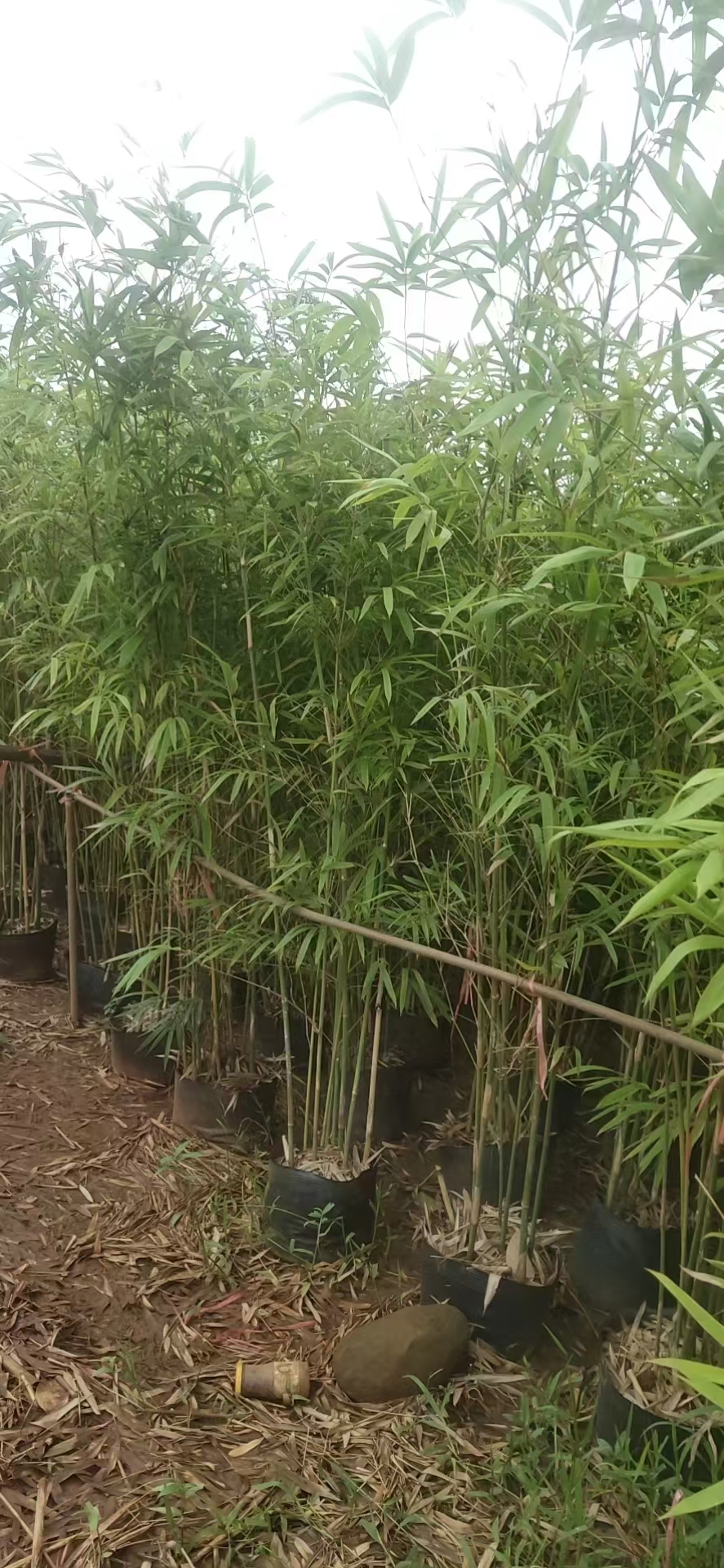 海南本土丛生观赏竹种植养护知识