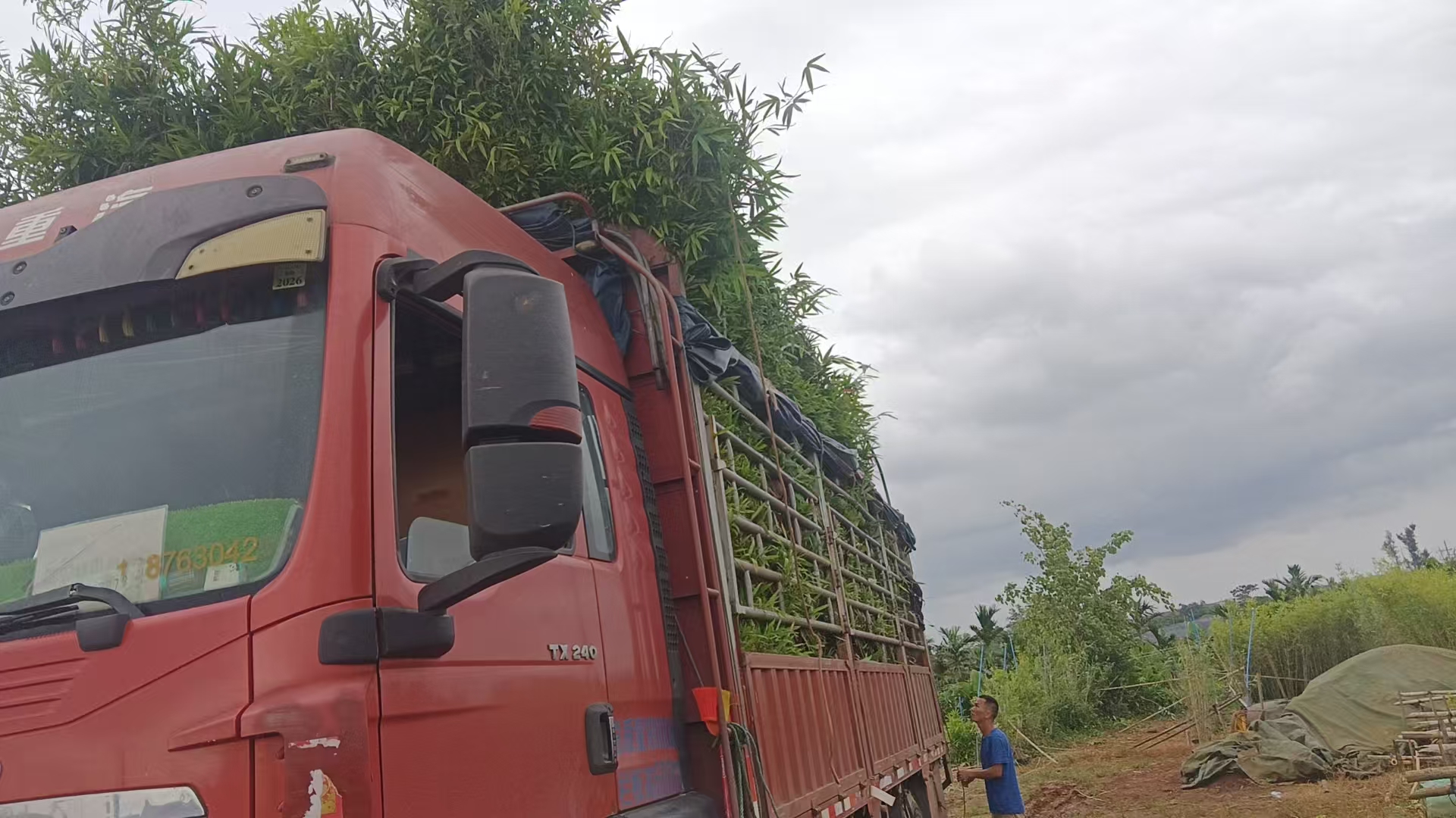  1000 盆工程青皮竹子从海口发货乐东县工地