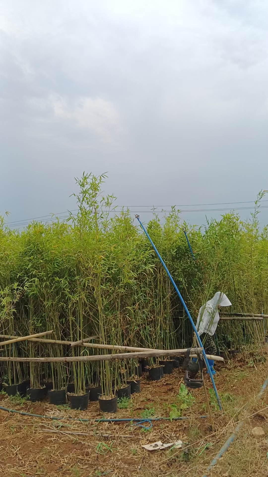 海口竹子苗圃 (9).jpg