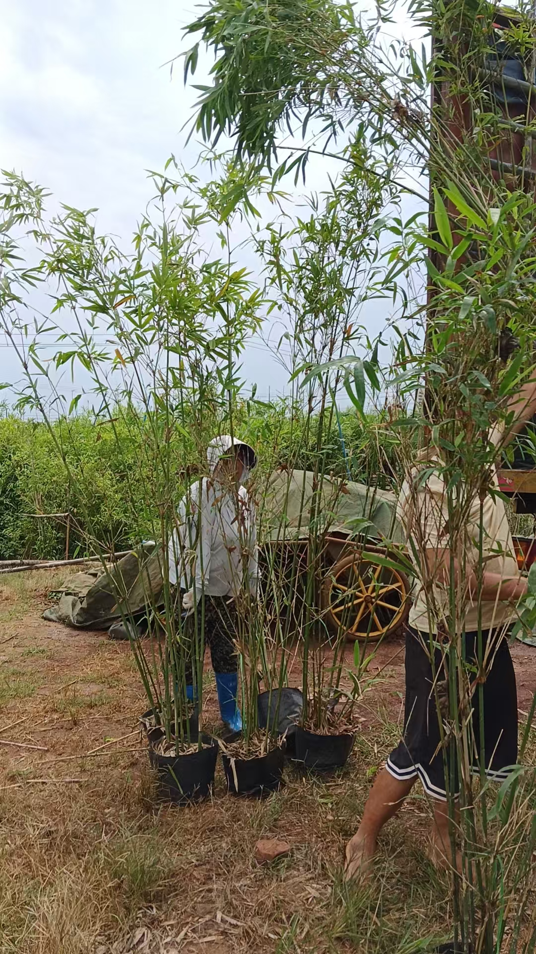 海口竹子苗圃 (8).jpg