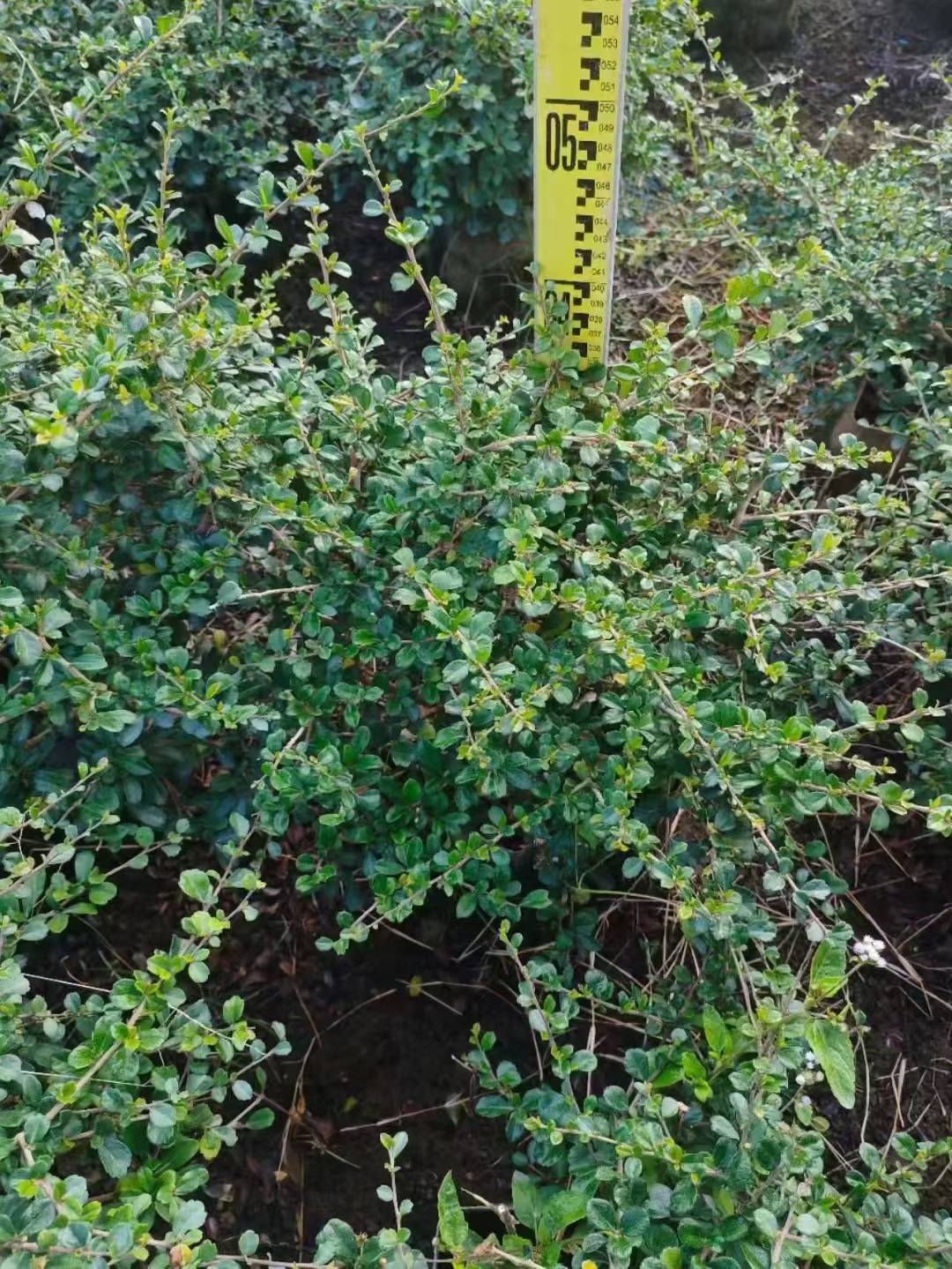 海南福建茶袋苗 工程专用绿篱苗