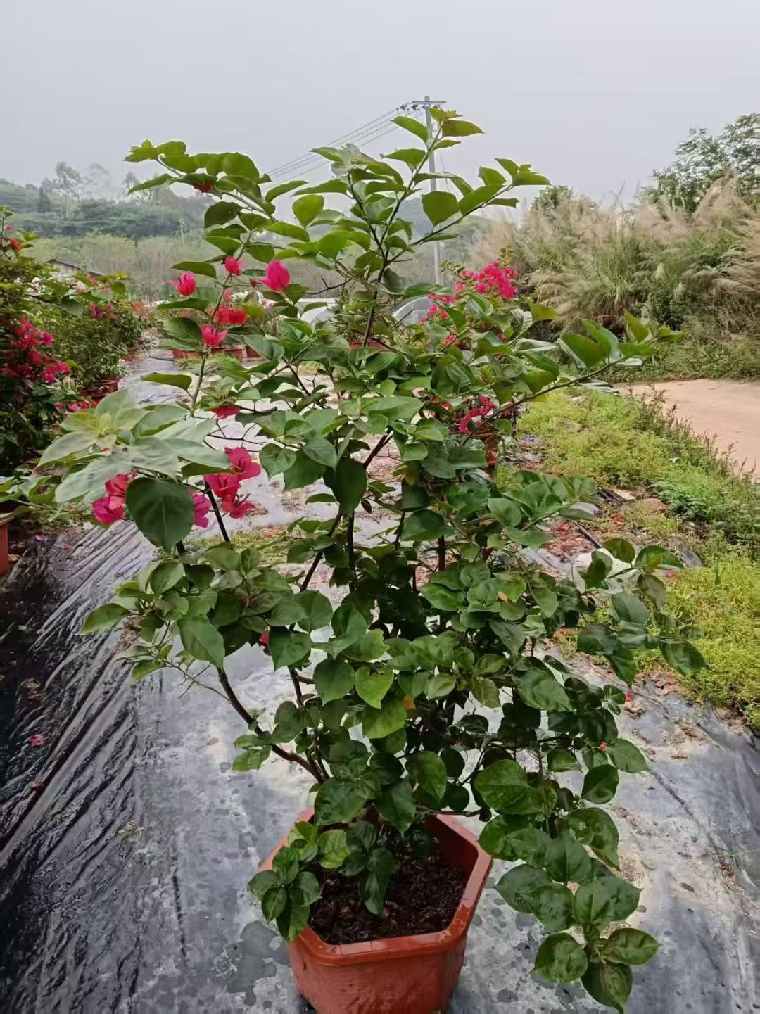 三角梅的工程应用场景和养护要点