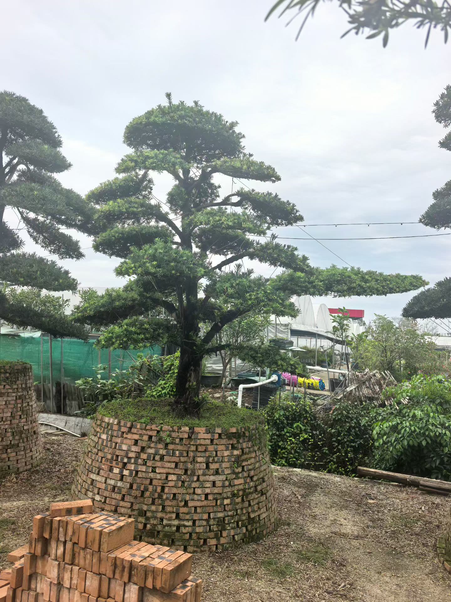 罗汉松 (5).jpg