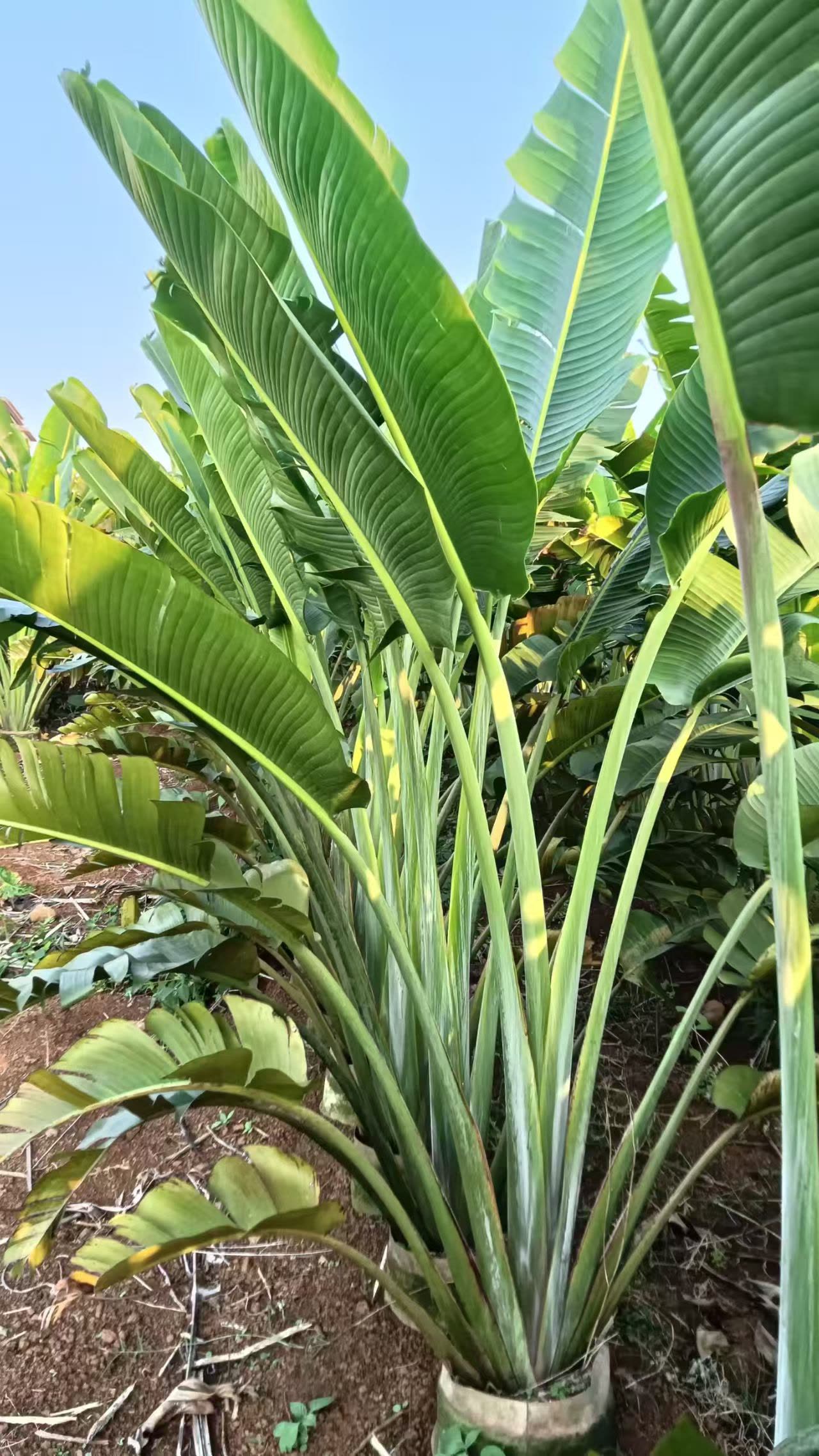 海南道路特殊环境对热带绿化植物生长的影响因素