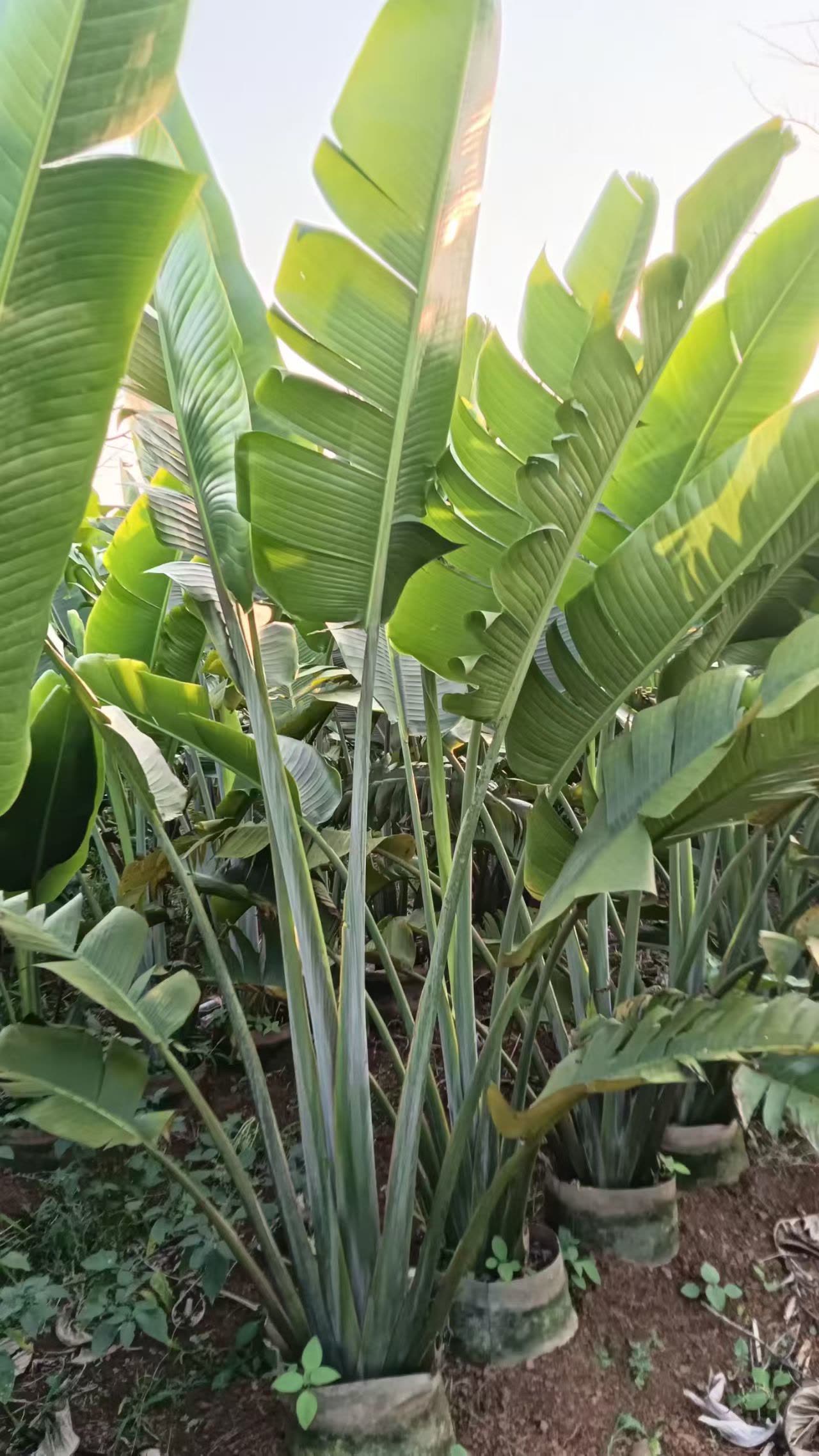 旅人蕉袋苗移栽养护与海南地区庭院热带景观打造全方案