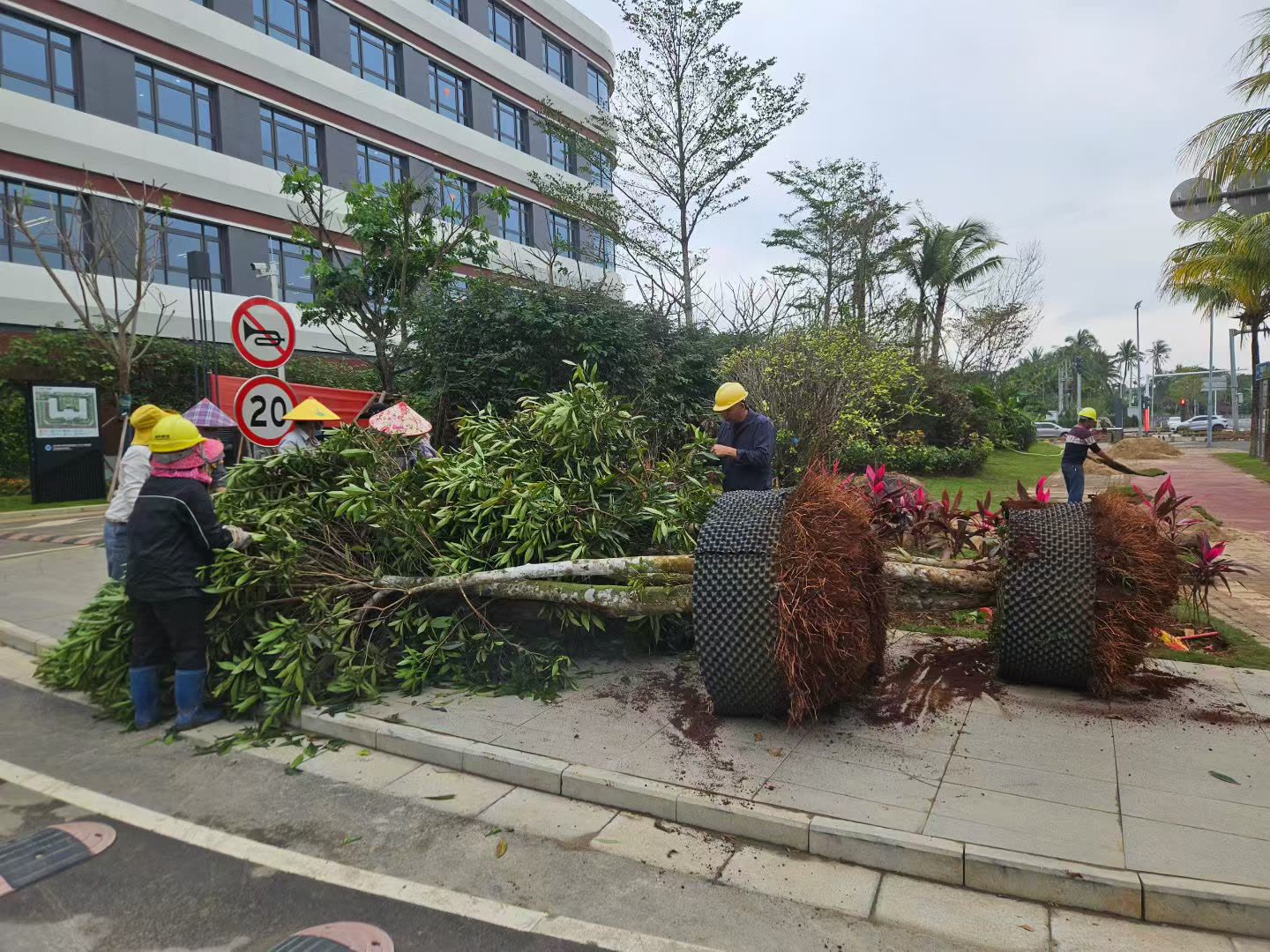 海南地区景观绿篱墙植物装车运输实操指南