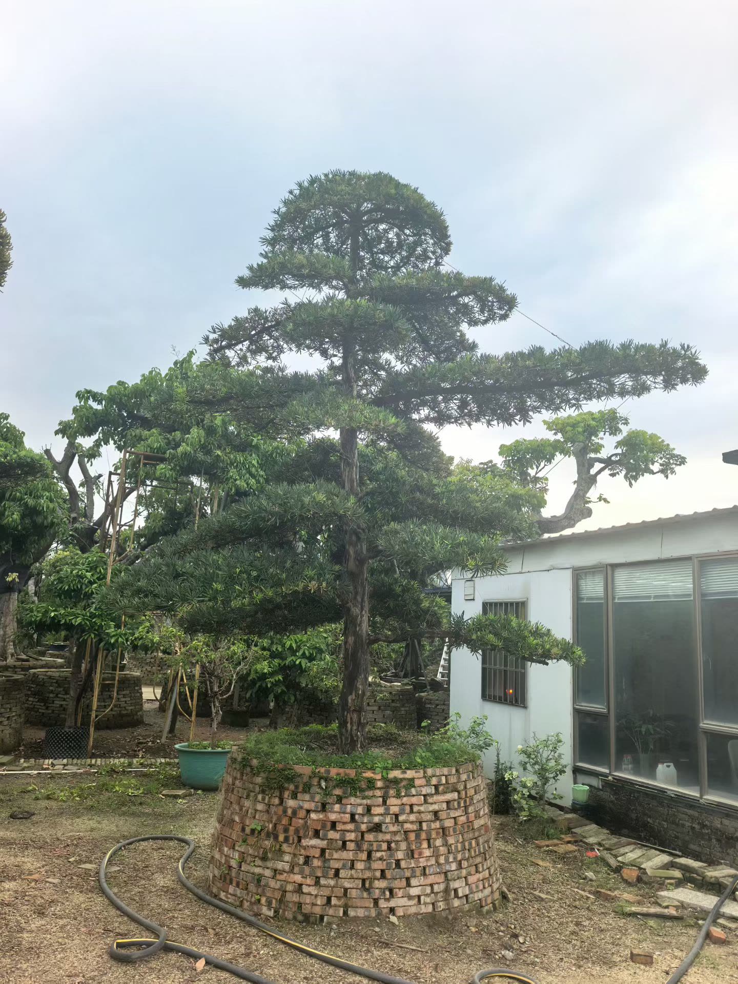 罗汉松 (6).jpg