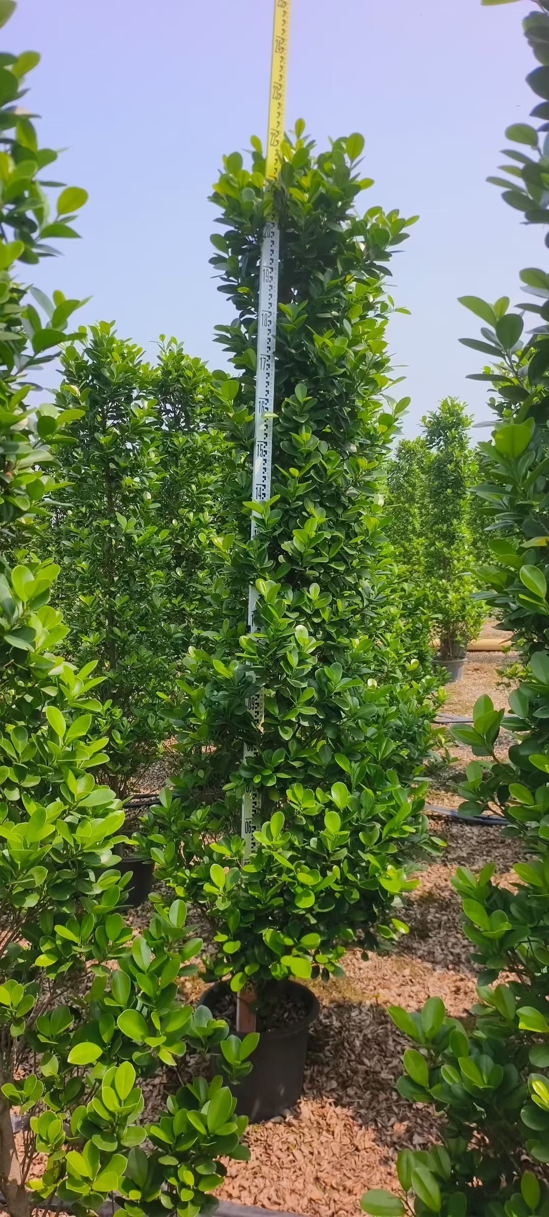 海南地区别墅庭院低维护绿篱植物推荐——火山榕