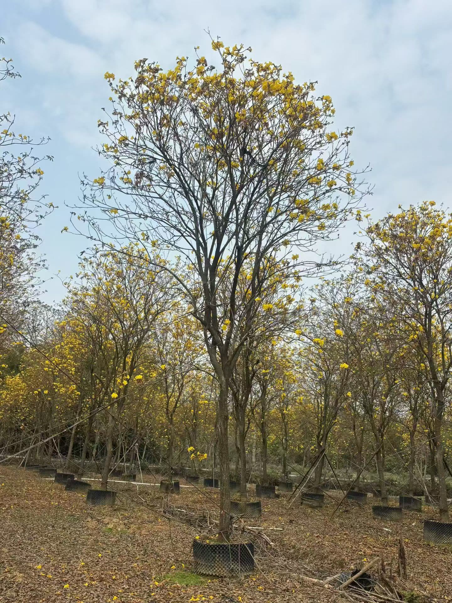 黄花风铃木.jpg