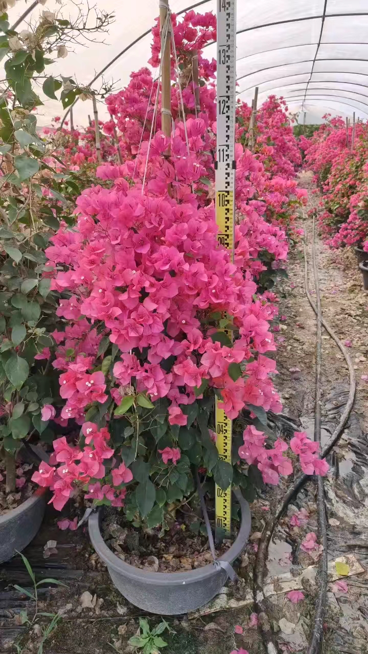同安红三角梅.jpg