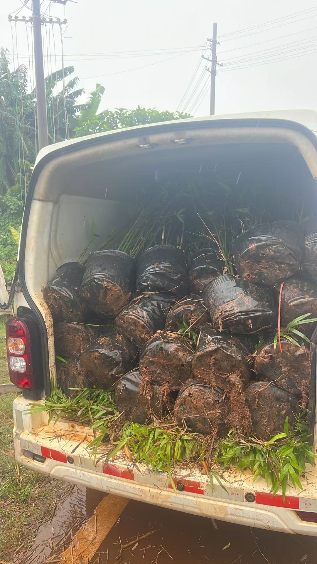 雨天装车发货，50 盆青皮竹袋苗发往临高做绿篱墙